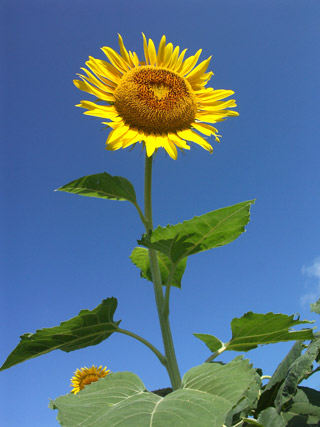 20050820himawari
